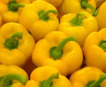 Yellow Bell Pepper