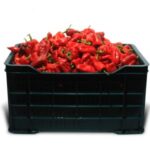 Red Pointed Pepper - Tatashe (Box)