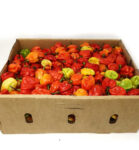 Habanero Hot Pepper (Ata Rodo) - Box