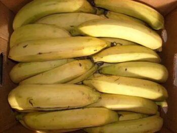 Box of Plantain